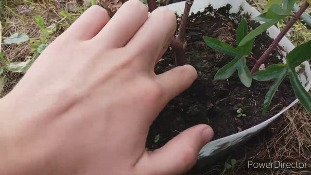 Пассифлора. Высадка в грунт. Итоги смотреть онлайн