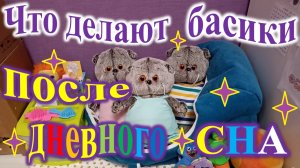 Что делают басики после дневного сна.