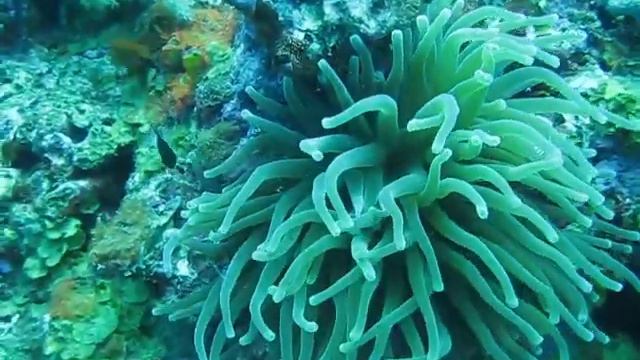 Sea Anemone
