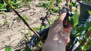 ?Голубика Блюкроп? Сорт среднего срока созревания. 02.07.2023. Ставрополь.