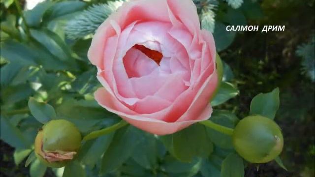 Пионы Ольги Казьминой Путешествие в пионовое лето,ч 3, 2020 смотреть онлайн