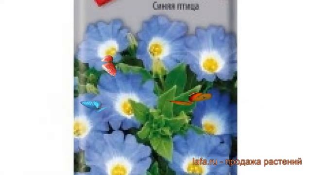 Нолана обыкновенная Синяя птица (sinyaya ptitsa) ? обзор: как сажать, семена ноланы Синяя птица смотреть онлайн