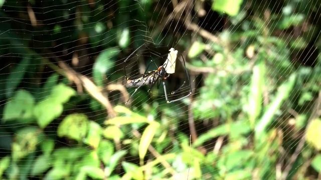 Nephila pilipes f смотреть онлайн