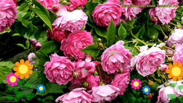 Роза плетистая Аметист. Краткий обзор, описание характеристик, где купить саженцы Amethyste смотреть онлайн