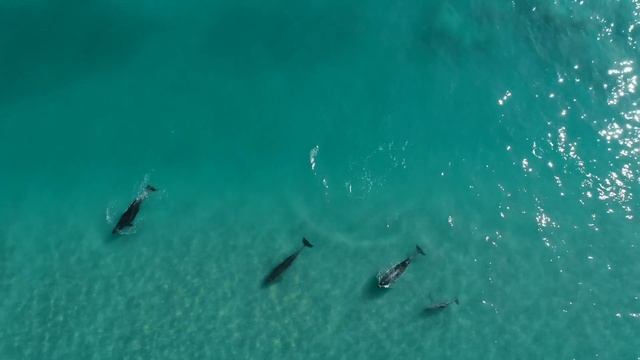 Дельфины подплыли близко к людям смотреть онлайн