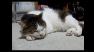 Кот поет блюз- Kitty cat sings the blues - ORIGINAL.flv