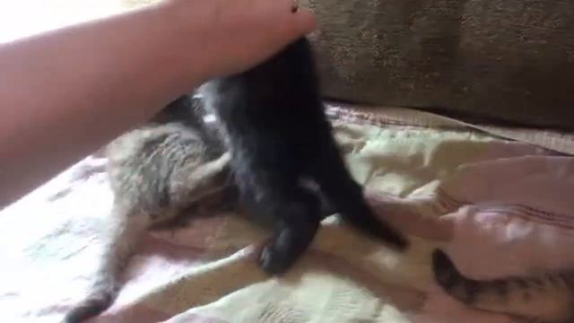 Котята-1 месяц 3 дня