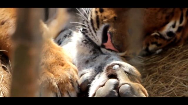 Дядя Вася в гостях. Готовим узбекский плов. смотреть онлайн