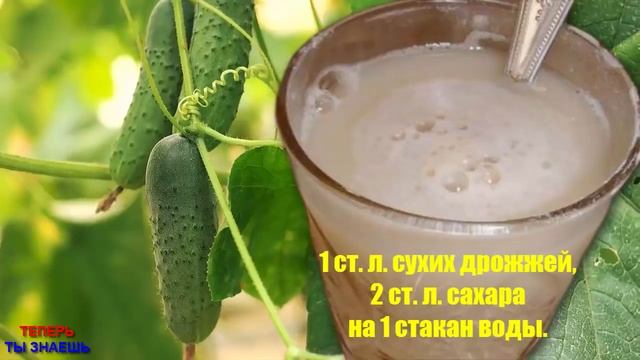 Просто НАЛИВАЙТЕ ЭТО Под Томаты и Огурцы и Они ПОПРУТ Плодоносить БЕЗ ОСТАНОВКИ! смотреть онлайн