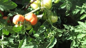 Обзор как выросли помидоры Лимеренс в открытом грунте
