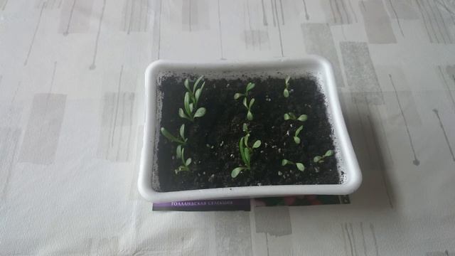 ВСХОДЫ ГАЦАНИИ/КРАСИВЫЙ ЦВЕТОК ГАЦАНИЯ/ПОСАДИТЕ,НЕ ПОЖАЛЕЕТЕ смотреть онлайн