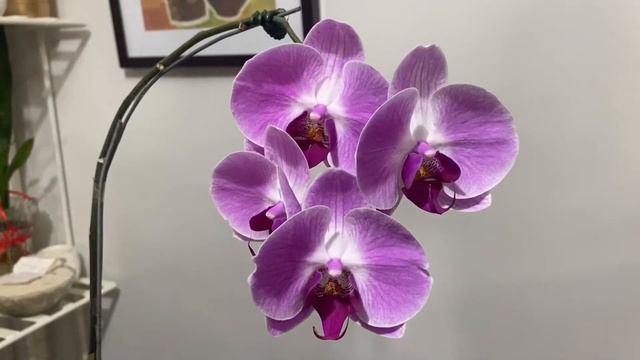 PHALAENOPSIS AMABILIS (MOON ORCHID)