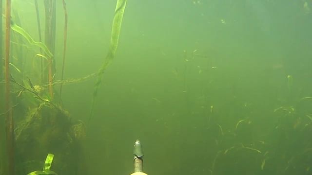 Подводная охота на леща смотреть онлайн