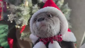 Как Санта-Выдры проводят Рождество