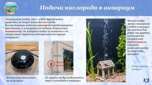 Домашний аквариум - искусственная экосистема / The home aquarium - an artificial ecosystem