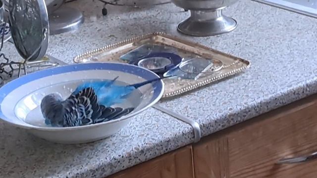 Купание синего попугая смотреть онлайн