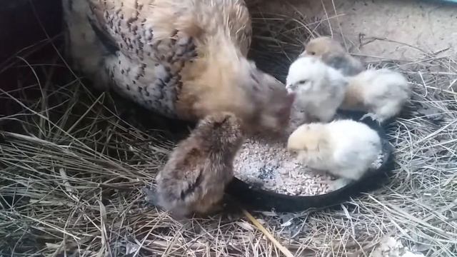 Мама-курочка учит цыплят клевать зёрнышки/заботливая мама/Бентамки./#ДеревенскоеСело смотреть онлайн