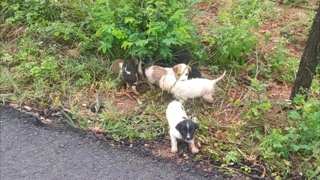 20 маленьких щенят жались друг к другу на дороге! Посмотрите, что случилось потом! смотреть онлайн