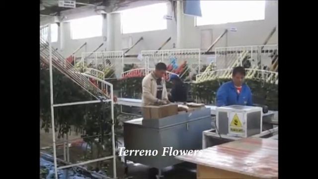 Terreno Flowers Ecuador смотреть онлайн