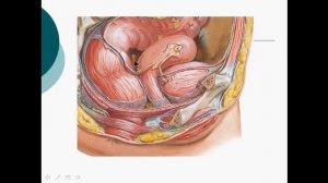 Анатомия женской репродуктивной системы