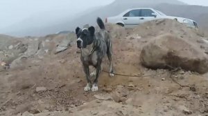 СОБАЧИЙ БОЙ ПО ТЕСТОВЫМ ИСПЫТАНИЯ  СЕВЕРНОГО ТАДЖИКИСТАНА