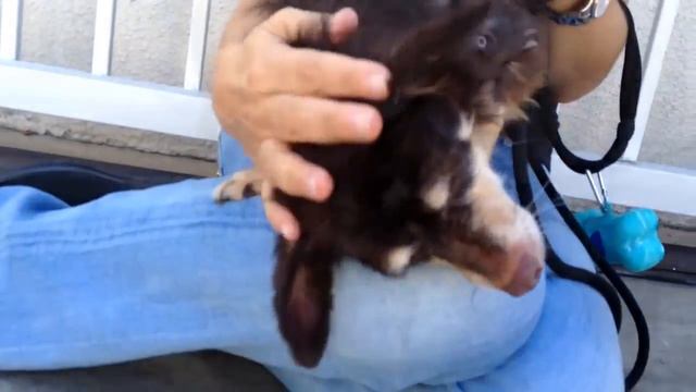 Cagefree k9 camp rescue - Adopt plum! смотреть онлайн