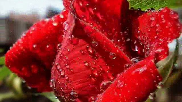 Спасибо моим вuртуальнным друзьям за дружбу !!! смотреть онлайн