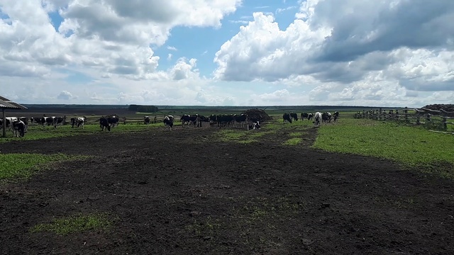 Типичное хозяйство по разведению молочного товарного скота. +79656176005 WhatsApp пишите. смотреть онлайн