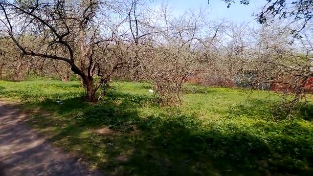 В яблоневом саду на входе в Битцевский лесопарк в Москве смотреть онлайн