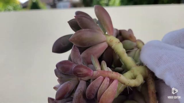 Echeveria cv Rezry смотреть онлайн