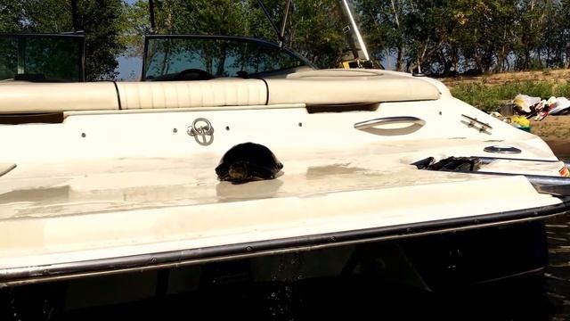 Почему черепаху считают медленной. Она просто долго решается смотреть онлайн