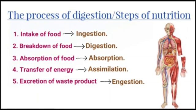 Process of Digestion ( Process of digestion ) смотреть онлайн
