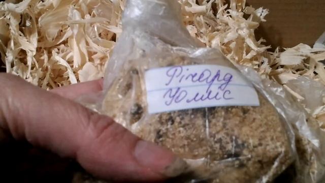 Обзор посылки с каннами. Результат проращивания канн и альстромерии из семян. 14.03.2018