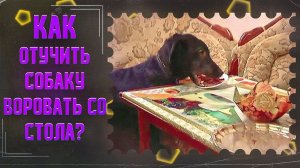 Как отучить собаку воровать со стола(один из способов)