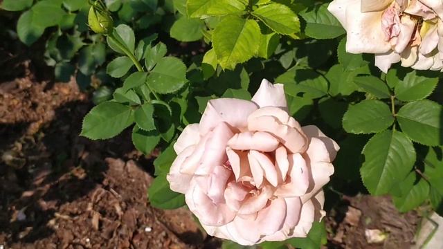 Розы. сколько живёт цветок. Продолжение.... #розы #сортароз #розыжара