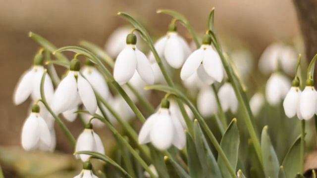 Королева Весна