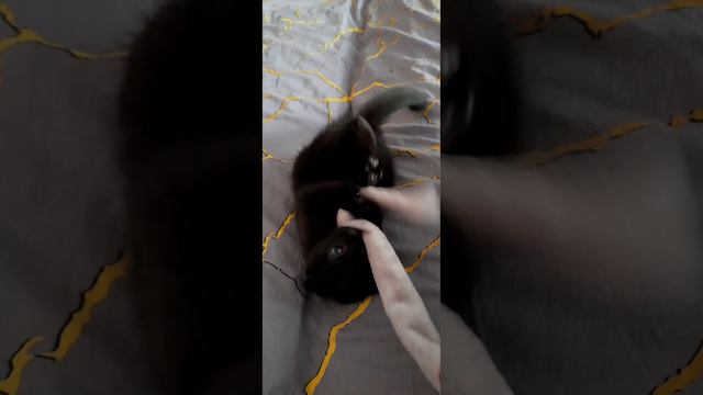 кот Мейвис пушистик