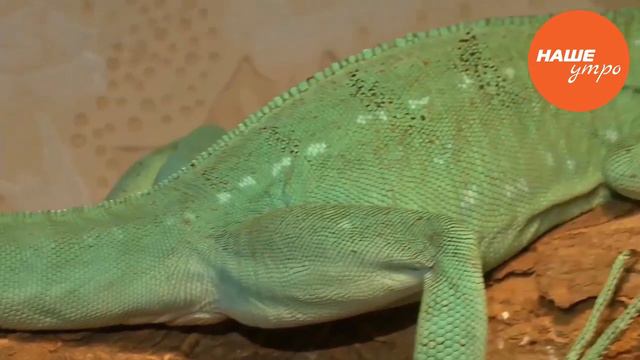 Шлемоносный василиск смотреть онлайн