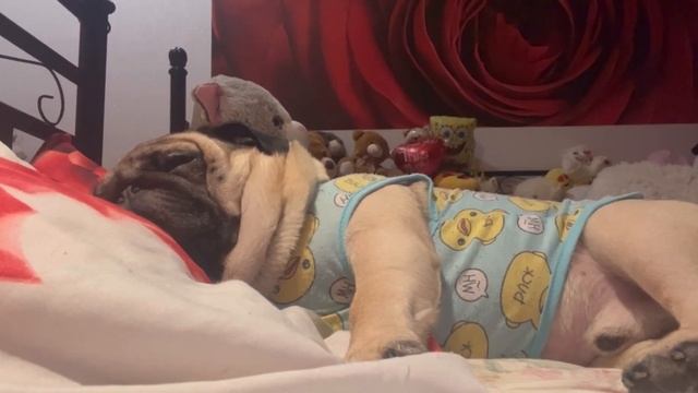 Мопс и сон?Храп.Мопс-ребёнок ?