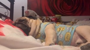 Мопс и сон?Храп.Мопс-ребёнок ?