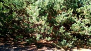 Поиск царских монет с fisher f22