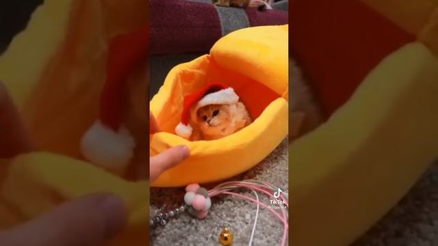 Новогодние приколы с животными 2022 | TikTok Funny animals 2022| смотреть онлайн