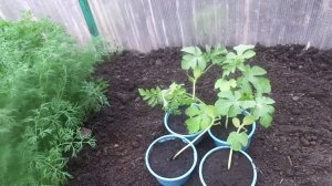 Высаживаю Свою Рассаду Арбузов в Теплицу Вместе с Томатами.