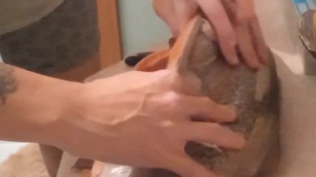 Как разделать форель. Внутри бонус смотреть онлайн