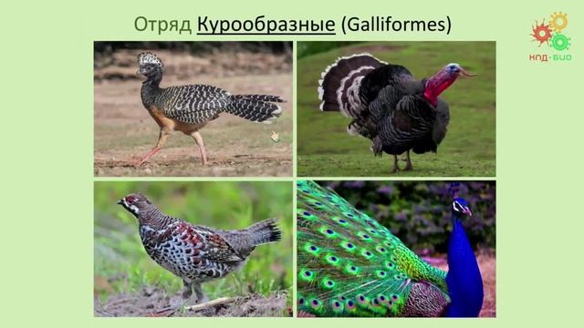 Зоология позвоночных. Разнообразие птиц (Литвинова Е. М.) смотреть онлайн