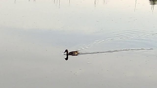 Рыбалка на ПРИПЯТИ! Рыбачим И Наслаждаемся Отдыхом. смотреть онлайн
