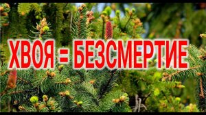 Технологии БеЗсмертия Хвоя | Виктор Максименков