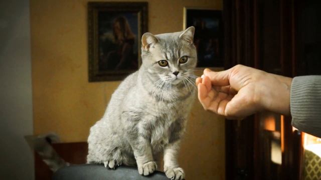 Правильное кормление кошки: порода вислоухая Scottish Straight смотреть онлайн