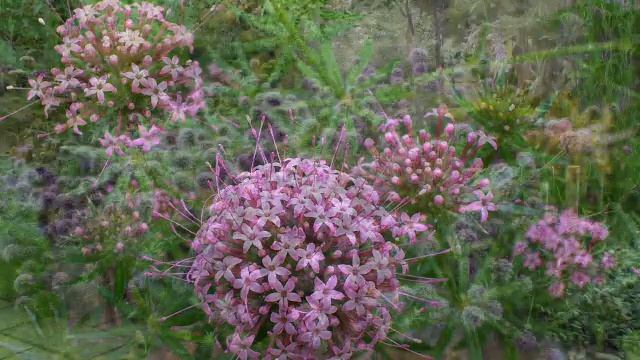 «Фуопсис (Phuopsis)» РЕЛАКС АРТ-ТЕРАПИЯ NewAge Waltz Improvisation Piano Victor Mikhailovich Anokhi