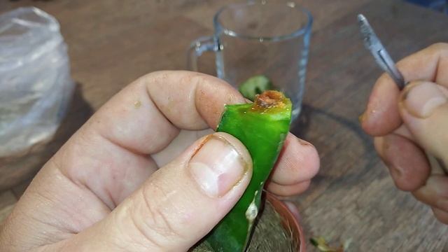 ?Очередной пациент?на⛑️восстановление⛑️ #ребуция #кактус #flowers #комнатныецветы #суккуленты #цвет смотреть онлайн